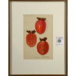 American School (20th century), "Ormond Persimmon," 1912, lithograph in colors, signed in ink "A.