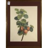 (lot of 2) After Pancrace Bessa (French, 1772–1835), "Prunus Linnaeus, Rosaceae," and "Bletia