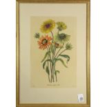 (lot of 3) Botanical Prints (20th century), "Harpalium et Corecpsis,"Inula Glandulosa," and "