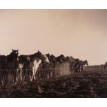 Harvey Caplin (American, 1914-1984), "Sunrise Remuda, Bell Ranch Tucumcari, New Mexico," 1946,