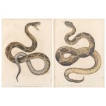 (lot of 2) Lithographs in colors, Snakes, overall (with frame/each): 17.25"h x 14"w