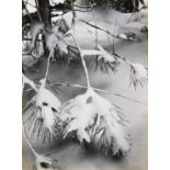 Ansel Adams (American, 1902-1984), "Pine Branch in Snow," 1959 printing, gelatin silver print,