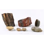 (lot of 7) Assorted naturalistic decoratives, consisting of a pair of fossilized wood fragments, a