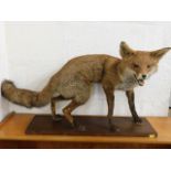 An early 20thC. taxidermied fox