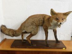 An early 20thC. taxidermied fox