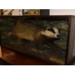 An early 20thC. taxidermied badger in case