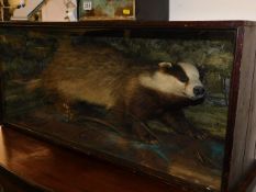 An early 20thC. taxidermied badger in case