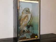An early 20thC. taxidermied owl
