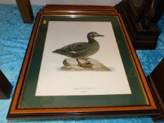 Four well framed & mounted bird prints