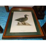 Four well framed & mounted bird prints