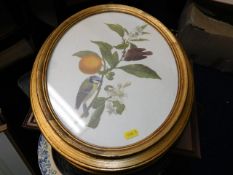 Three prints in oval gilt frames twinned with an a