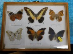 Six mounted butterflies in case