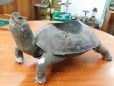 A late 19thC. taxidermied terrapin a/f