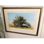 A framed limited edition David Shepherd print of O