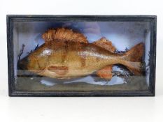 A late 19thC. cased taxidermy perch