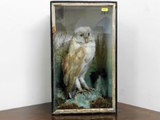 An antique taxidermy Barn Owl, case 17.5in x 10.5i