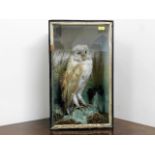 An antique taxidermy Barn Owl, case 17.5in x 10.5i