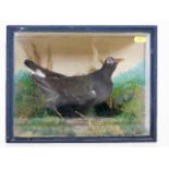 A c.1900 cased taxidermy model of Moorhen bird, ca