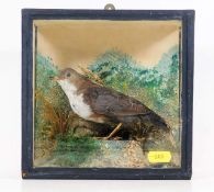 A c.1900 cased taxidermy of a Dipper bird, case 7.