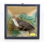 A c.1900 cased taxidermy of a Dipper bird, case 7.