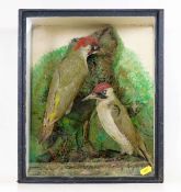 A c.1900 cased taxidermy of two green Woodpecker b