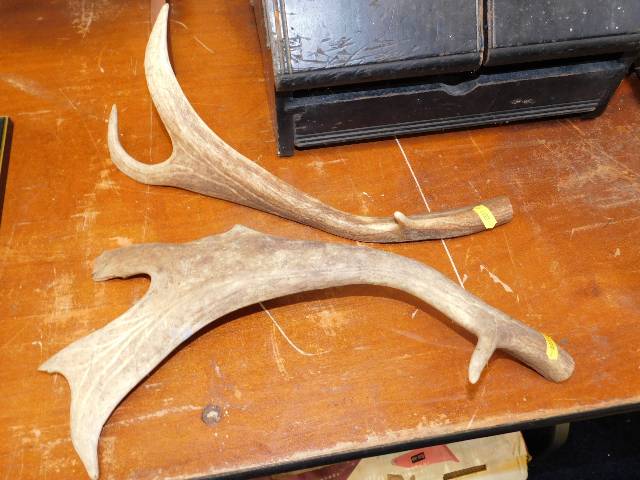 A pair of antlers