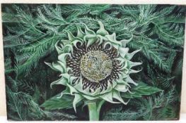 An Allin Braund oil on panel of green sunflower, s