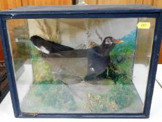 A c.1900 taxidermy moorhen in case