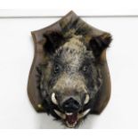 A large French taxidermy style boars head mounted