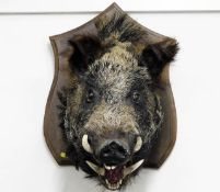 A large French taxidermy style boars head mounted