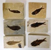 Six fossilised fish