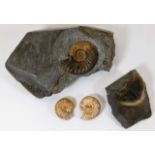 Three ammonite fossils & one trilobite