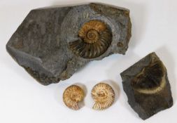 Three ammonite fossils & one trilobite