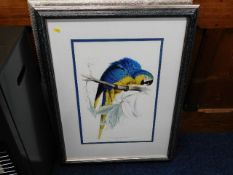 Two framed macaw prints, one with damaged glass