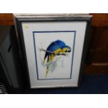 Two framed macaw prints, one with damaged glass