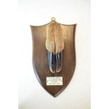 Taxidermy - Vintage stuffed and mounted deer hoof by P.Spicer & Sons of Leamington, mounted on an
