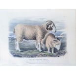 Thomas Fairland (Lithographer) - 19th Century coloured engraving - The Old Wiltshire Breed, being