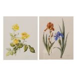 Susan Corbett - Pair of watercolours - Botanic Studies, each signed and dated 1998, 40cm x 30cm,