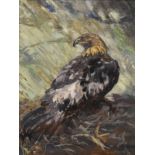 Lilias Irwin - Oil on board - Golden Eagle, signed, 40cm x 29.5cm, framed Condition: