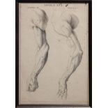 Set of four 18th/early 19th Century Italian anatomical prints depicting the arms, back and torso