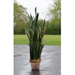 Potted rubber plant 'Mother-in-law's Tongue' (Sansevieria) Condition: