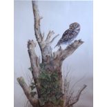 Terence Balm - Signed limited edition print, 141/500 depicting a perching owl, 50cm x 37.5cm, framed