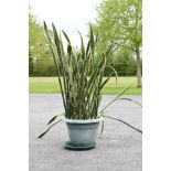 Potted rubber plant, mother-in-law's tongue (Sansevieria) Condition: