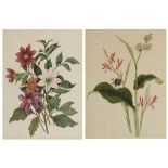 Early 19th Century English School - Two watercolours - Botanical studies, 44cm x 34cm Condition: