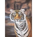 Ranthambore School - Large watercolour on silk - Study of a tiger, unsigned, 88.5cm x 58.5cm, framed