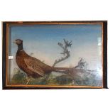 Taxidermy - Cased cock pheasant with naturalistic base and painted back drop, in reeded ebonised