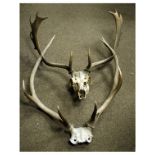 Two pairs of deer/stag antlers, one with partial skull Condition: