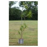 Indoor potted plant - Dragon Tree, dracaena marginata, in cylindrical metal pot Condition: