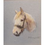 Evelyn Linton - Watercolour - Head study of a white horse, signed, 12cm x 10.5cm, framed and