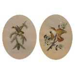 Pair of oval ornithological watercolours - Siskin and Nightingale, each signed with initials B.C.